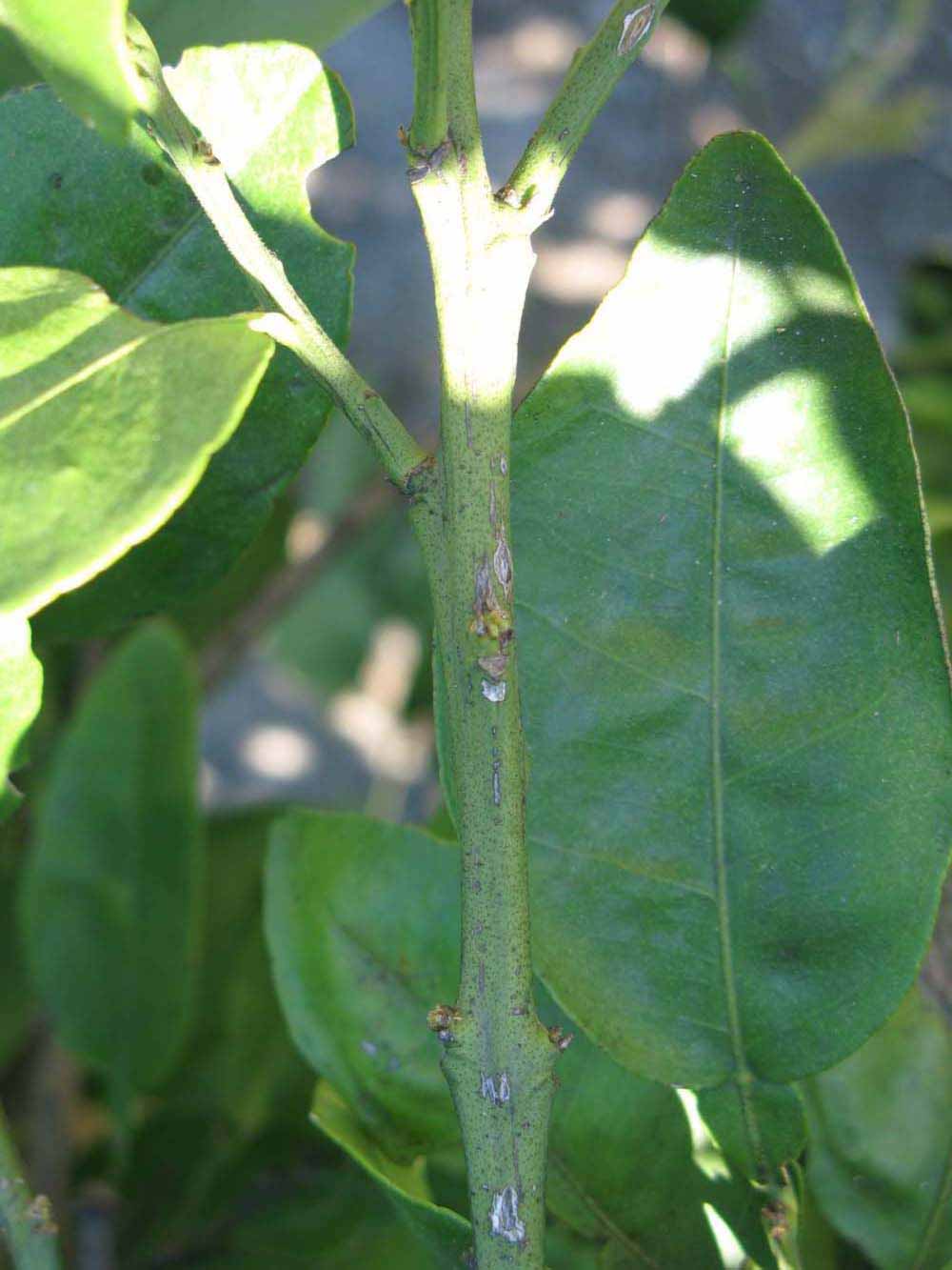            First year twig (Winter Haven, FL)   